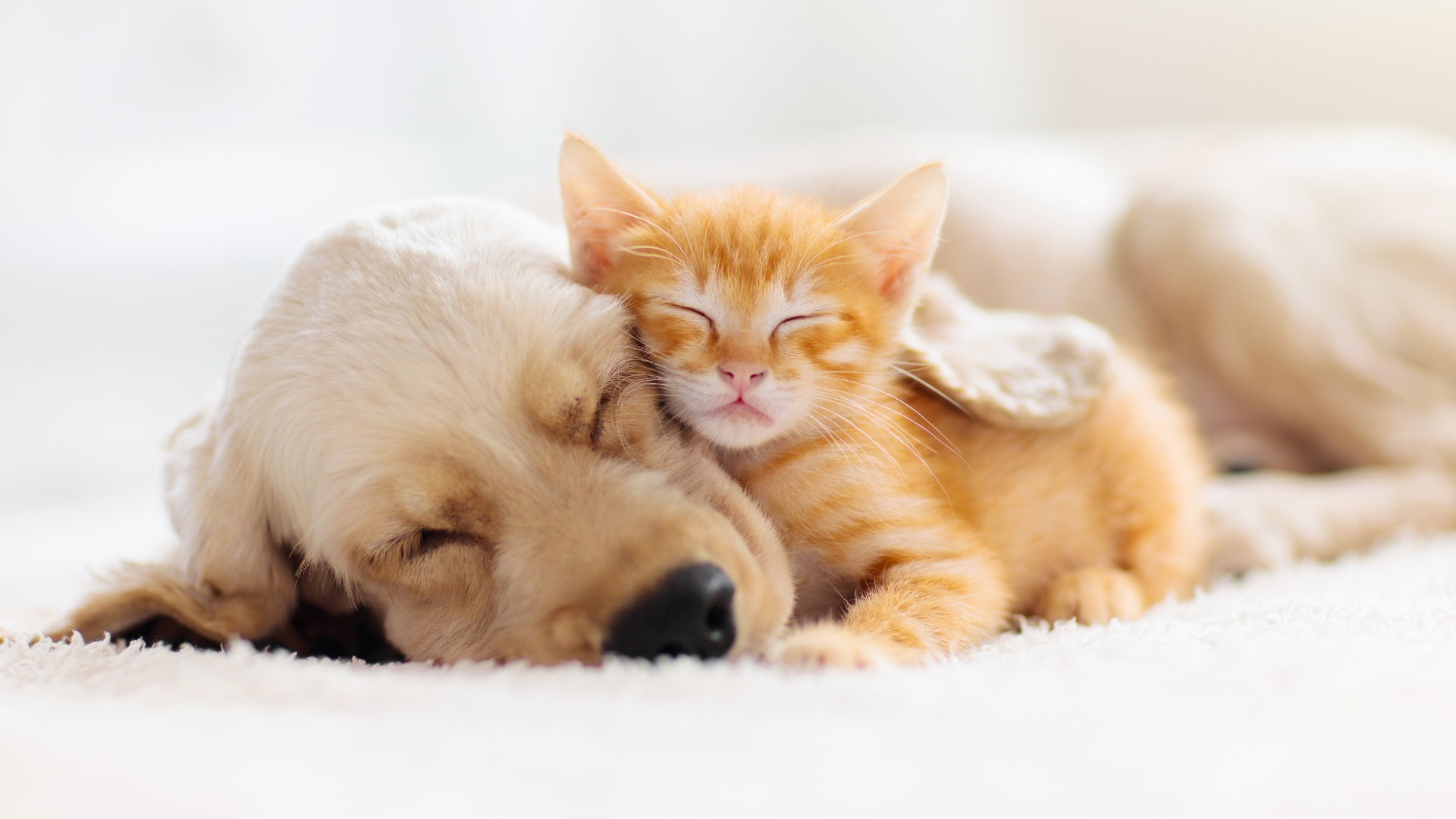 Building gut health and immunity in dogs and cats from day one