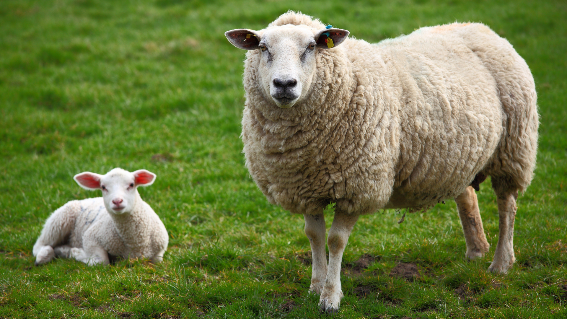 Zoonoses On Sheep Farms Why Clean Hands And Good Disinfection Really Zoonoses On Sheep Farms Why Clean Hands And Good Disinfection Really