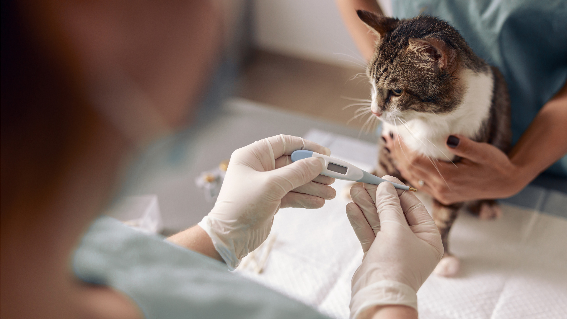 Rethinking acute diarrhoea in dogs and cats: Evidence, evolution, and the case for change