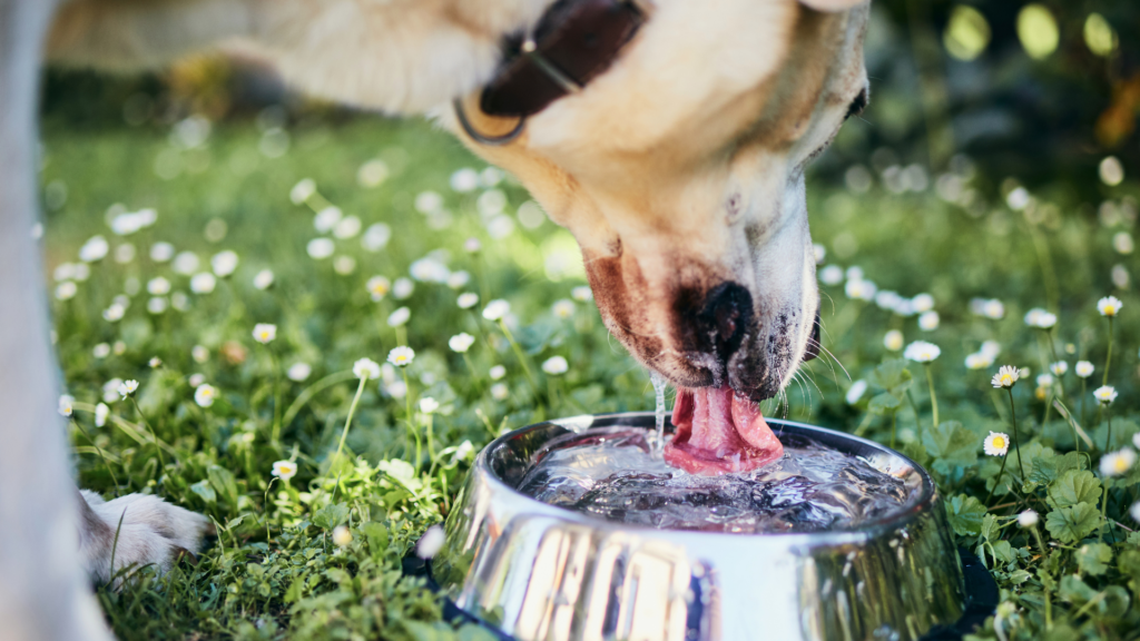 Summer hydration support: Why proactive fluid intake matters more than ever