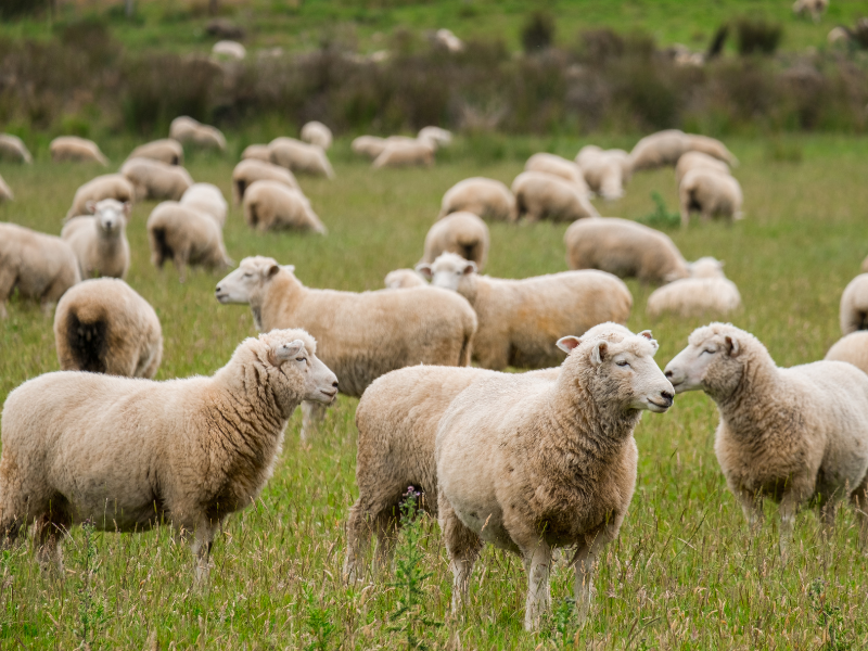New ‘clusters’ fear raised as bluetongue cases pass 500