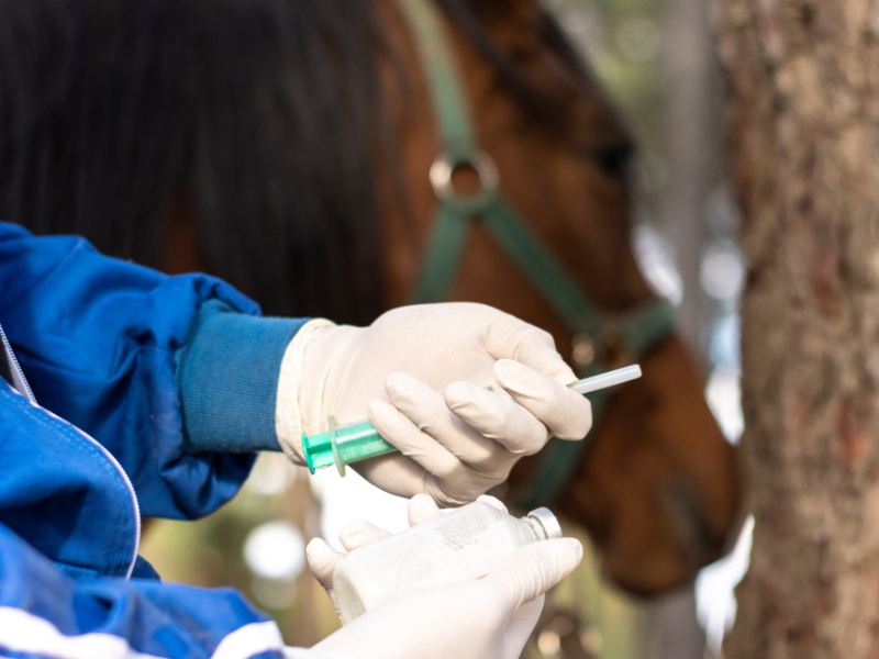 Vet issues equine flu vaccination plea